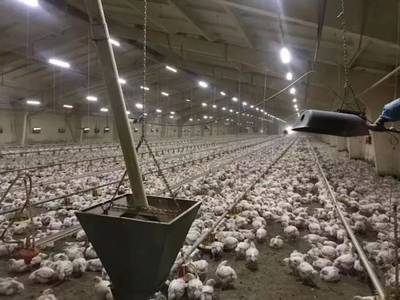 中饭协西餐休闲餐委员会赴俄家禽销售考察圆满成功 成果与展望