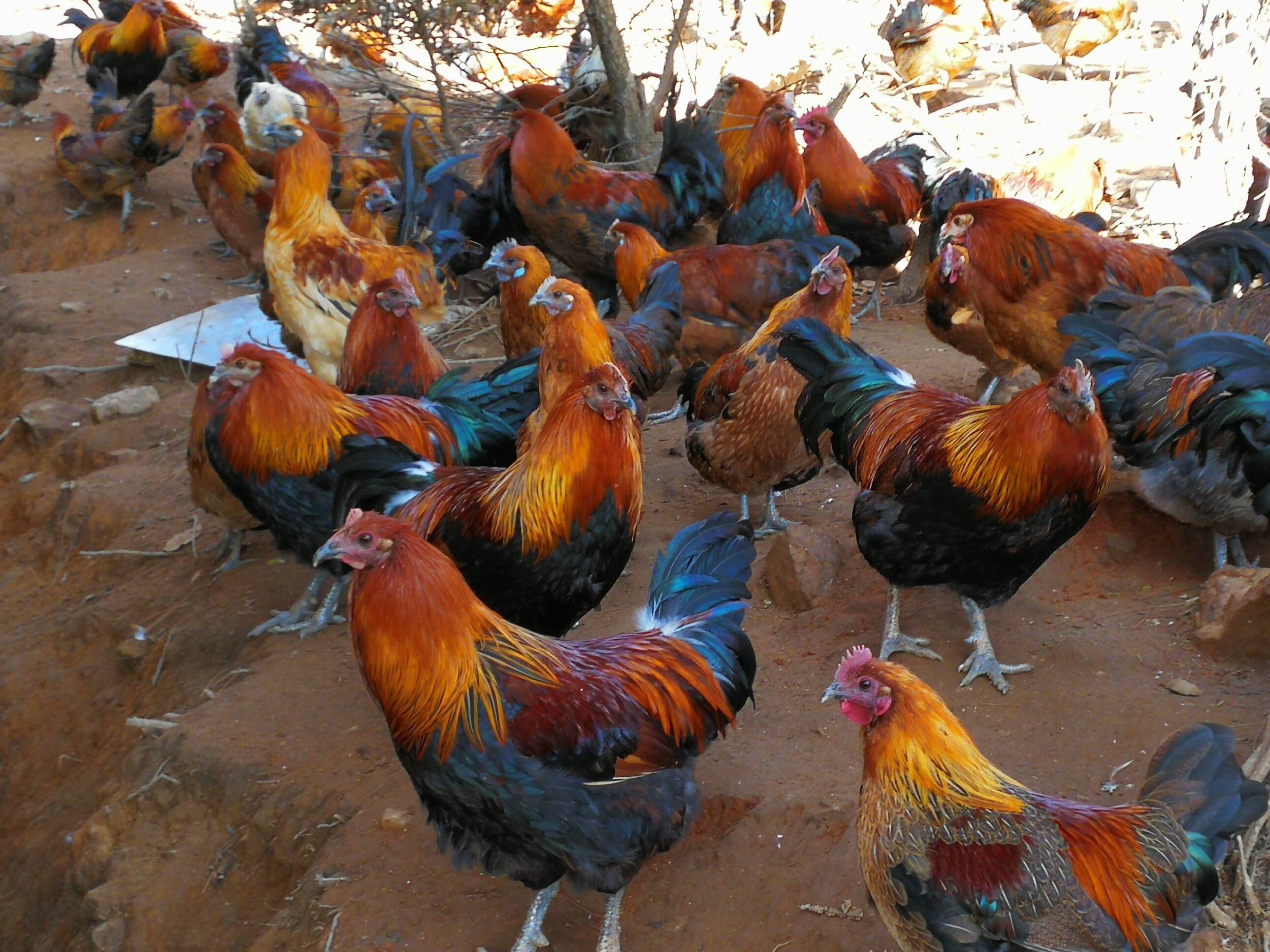 养好武定鸡 “啄”开幸福门 家禽销售的致富之路