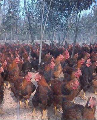 西安长安区优质土红公鸡供应，数量1000只
