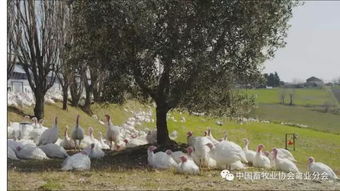 欧洲家禽业考察之意大利篇（二） 传统与创新交织的家禽养殖
