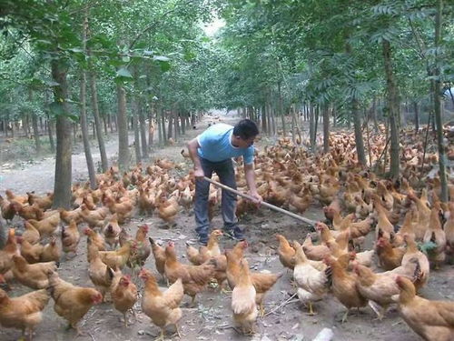 探秘中药生物技术在家禽养殖中的应用 李毓芳的惊奇发现与行业启示