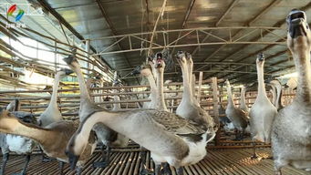 泥屋岁月里的家禽养殖 一段温情的乡村记忆