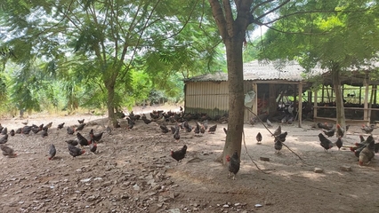 市场回暖效益提升，我市家禽养殖上半年实现稳健增长