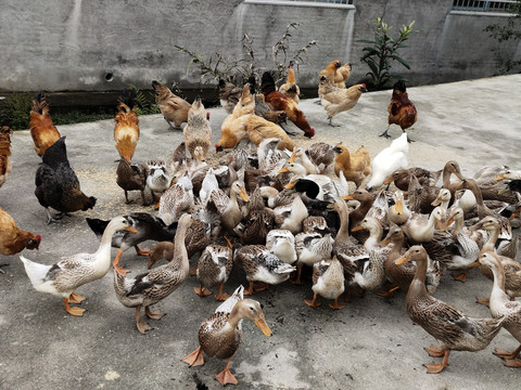 鸡鸭养殖 家禽养殖的经济基石与技术要义