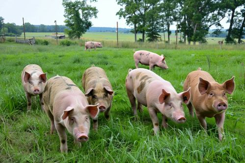 家禽家畜养殖摄影图下载指南 以猪为例