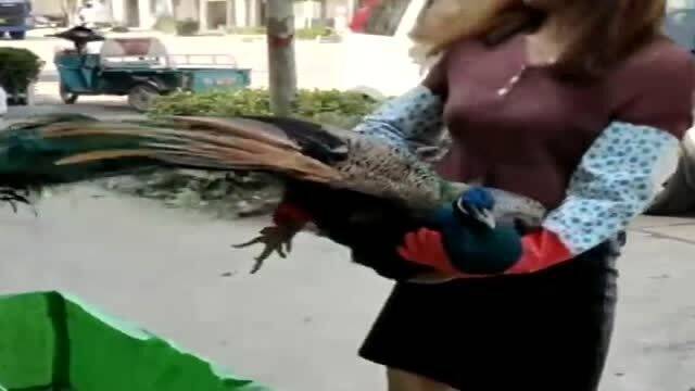 从家禽表象到匠心技艺 那些被误读的传统养殖与非遗传承