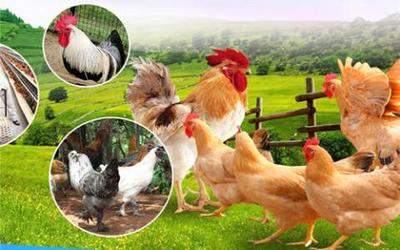 家禽养殖行业如何扫码开具电子发票 便捷操作指南与注意事项