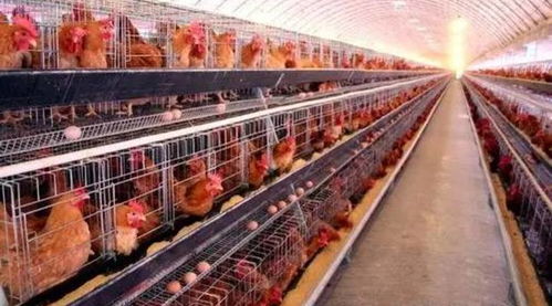 家禽养殖基本三十问 从入门到精通的实用指南