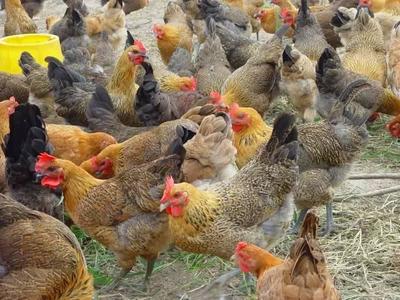「金猪送福」礼遇常州！家禽特产，带上这份寄寓回家的惊喜