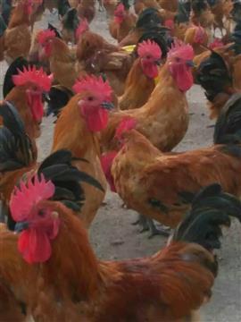 优质家禽供应 青脚麻与乌骨鸡，价格实惠，源头直供