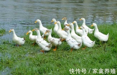 肉鸭养殖降本增效与副粘病毒防治实用指南