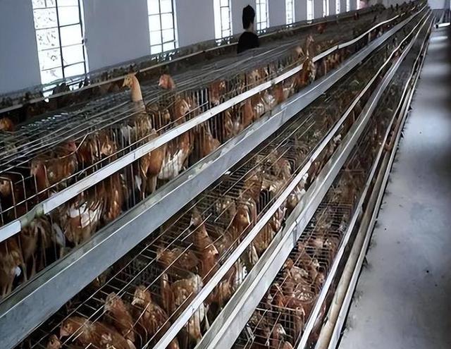 暴雨对家禽养殖的影响与有效应对策略