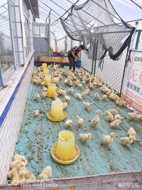 大鹅养殖 农民增收致富的有效途径