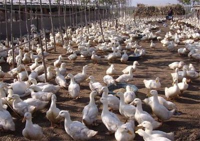 养殖过热 高额利润背后的行业隐忧